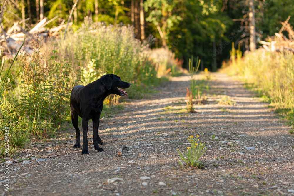 Black dog standing on a dirt road in the forest, summer evening Black dog standing on a dirt road in the forest, summer evening