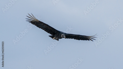 Vulture in flight