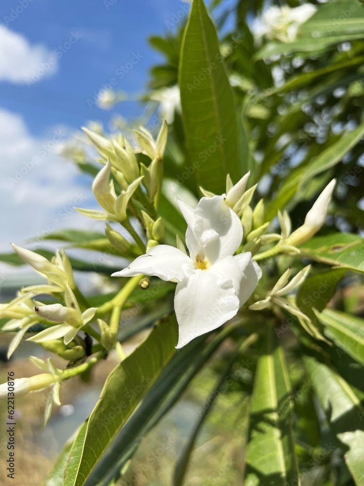 Cerbera manghas (sea mango) white flower and fruits. Green Suicide tree, Pong-pong, Othalanga (Cerbera odollam) on the tree in the park. Cerbera manghas (sea mango) white flower and fruits. Green Suicide tree, Pong-pong, Othalanga (Cerbera odollam) on the tree in the park.
