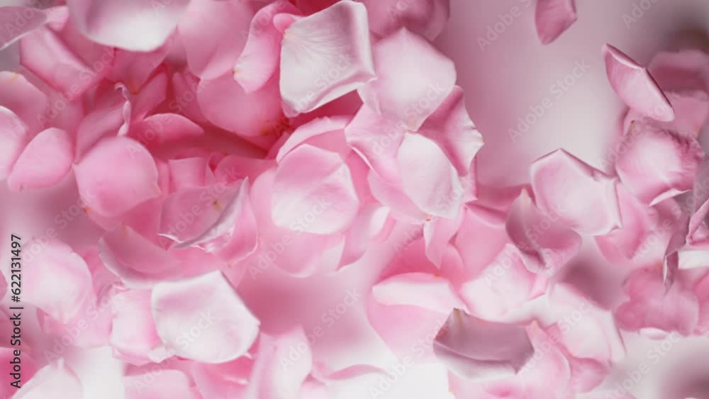 Pink Rose Petals falling,slow motion Pink Rose Petals falling,slow motion