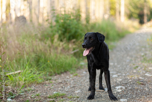Black dog with tongue sticking out standing on the road in the forest