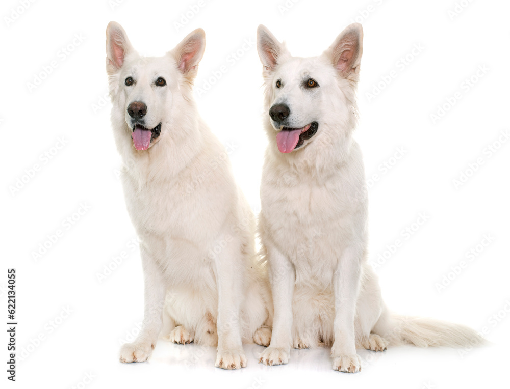 white swiss shepherds in front of white background