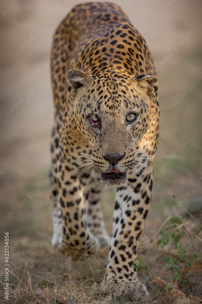 leopard legend of yala king of srilankan leopards dangerous look with carnivorous animal leopard legend of yala king of srilankan leopards dangerous look with carnivorous animal