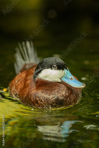 duck in the water