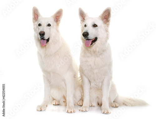 white swiss shepherds in front of white background
