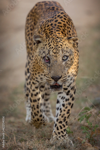 leopard legend of yala king of srilankan leopards dangerous look with  carnivorous animal