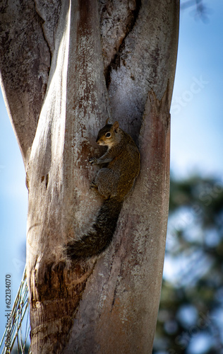 squirrel on a palm tree