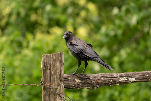 A jet black crow sits on an old wooden fence that has been tied together with metal wire, and turns its head to stare back directly into the camera, its eyes glazed over and covered by a membrane