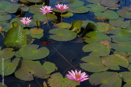 beautiful pink lotus or water lily blooming on the pond