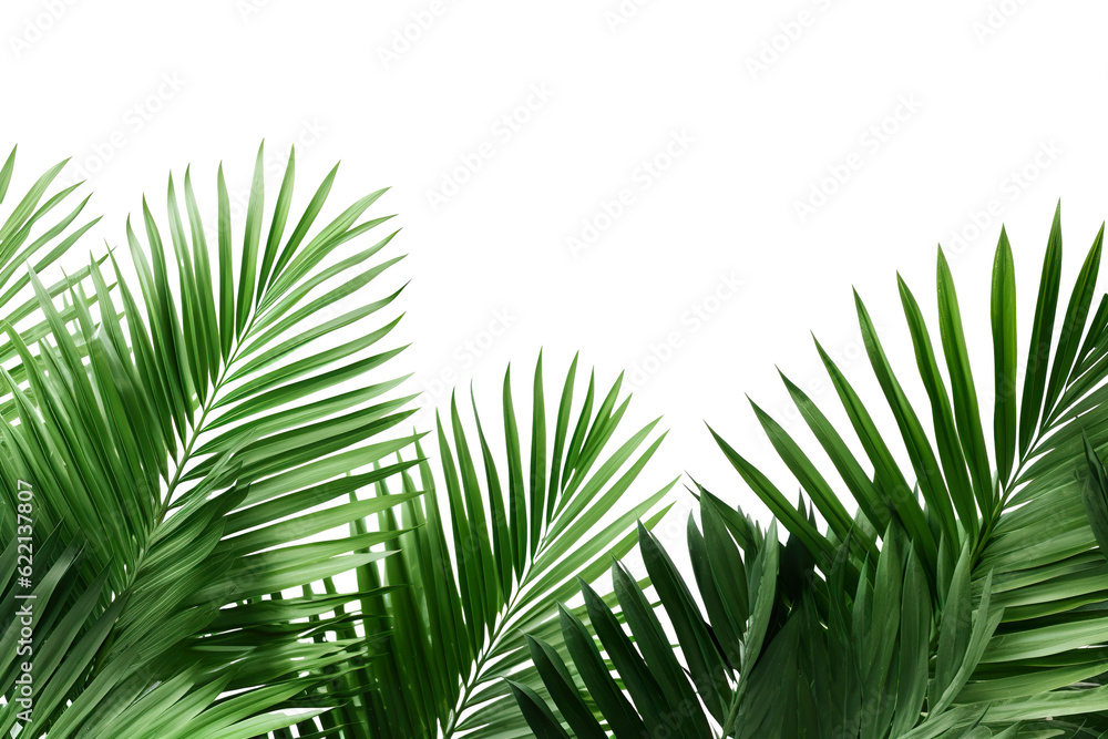 Fototapeta premium lush green curved palm leaves on isolated white background PNG