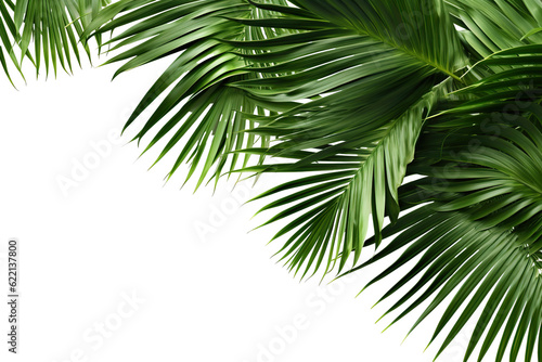 lush green curved palm leaves on isolated white background PNG