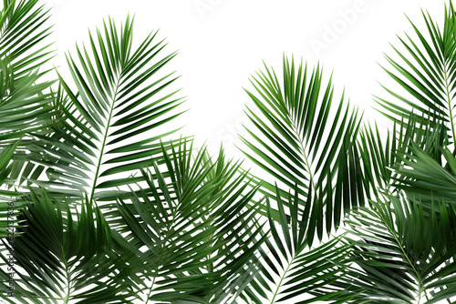lush green curved palm leaves on isolated white background PNG © JetHuynh