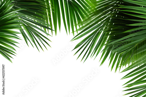 lush green curved palm leaves on isolated white background PNG © JetHuynh