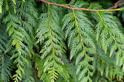 A close up image of a branch on a Western Red Cedar tree. 