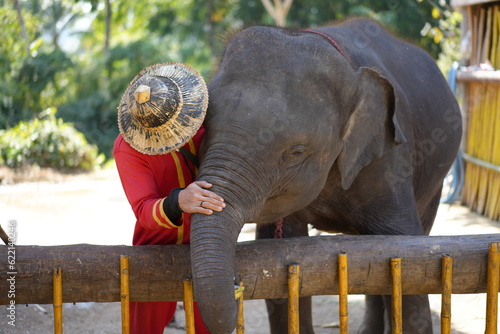 Photography elephant in the park