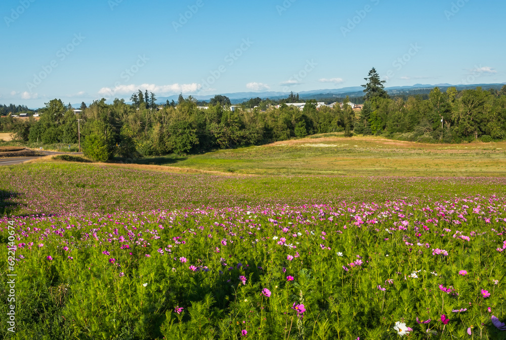 Beautiful view of the cosmos flowers field in sunny day