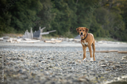 Brown dog standing on the beach
