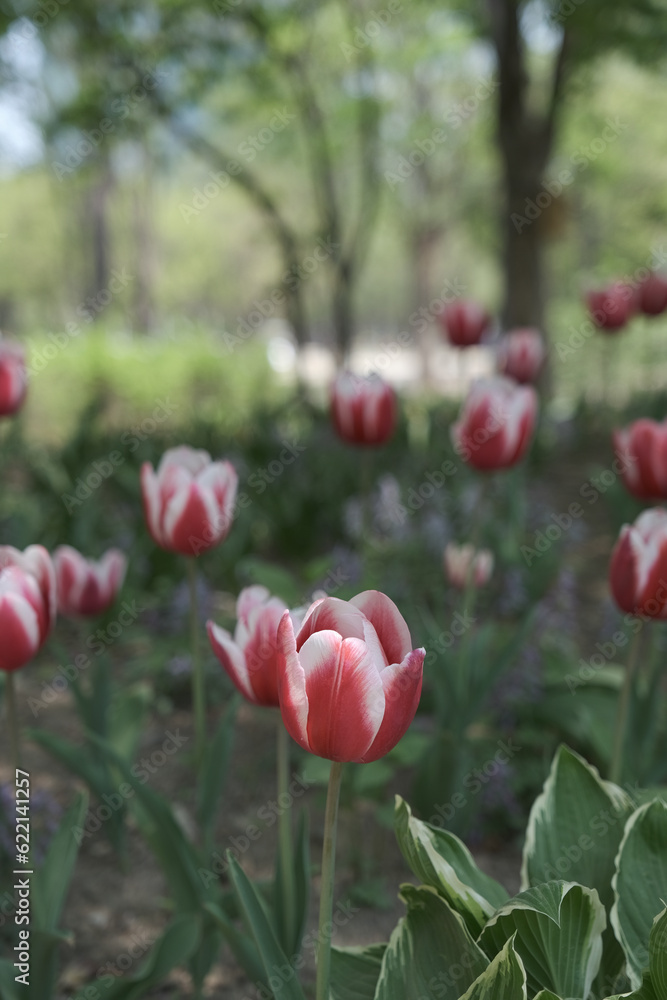 Obraz premium a picture of tulips in Korea