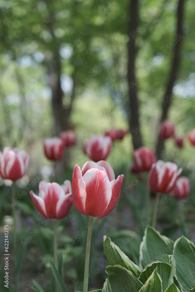 a picture of tulips in Korea a picture of tulips in Korea