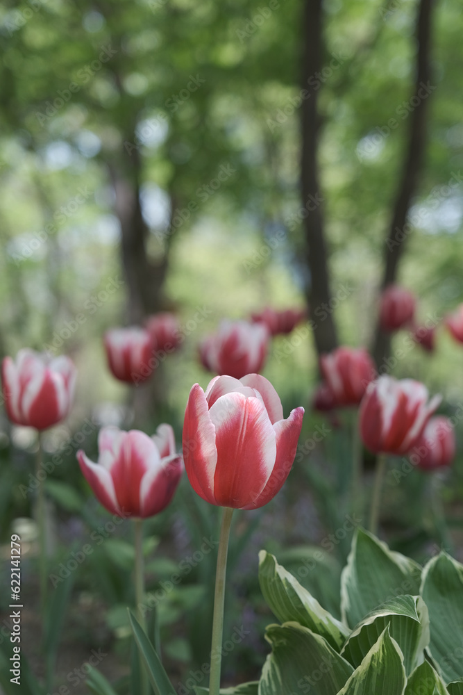 a picture of tulips in Korea a picture of tulips in Korea