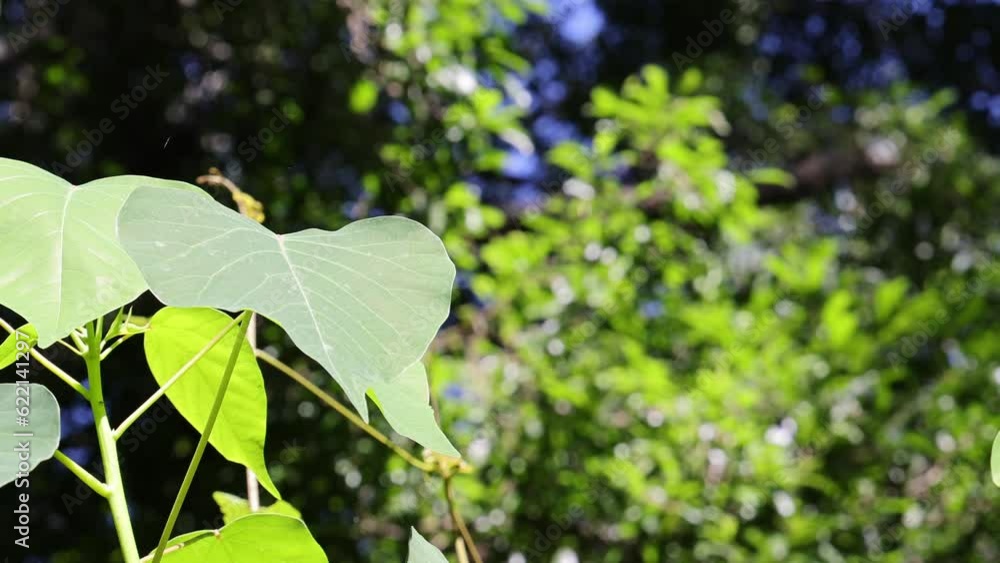 Focus on Leaves against a Blurred Background Focus on Leaves against a Blurred Background
