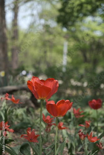 a picture of tulips in Korea © 수광 나