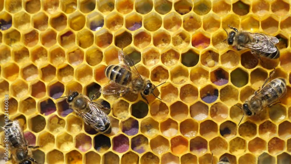 Nectar and pollen in combs.
Beginning of the season. Harmonious development of the bee colony.
Nectar and pollen in combs.
Beginning of the season. Harmonious development of the bee colony.