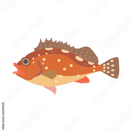 カサゴ。フラットなベクターイラスト。
False kelpfish (marbled rockfish). Flat designed vector illustration.