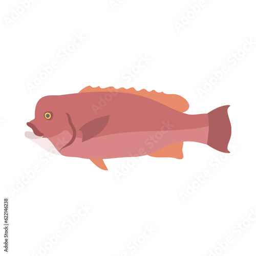 コブダイ。フラットなベクターイラスト。
Asian sheepshead wrasse (bulgyhead wrasse). Flat designed vector illustration.