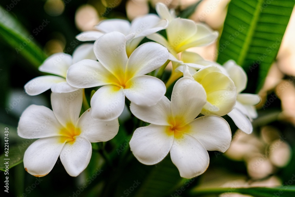 plumeria flowers on tree plumeria flowers on tree