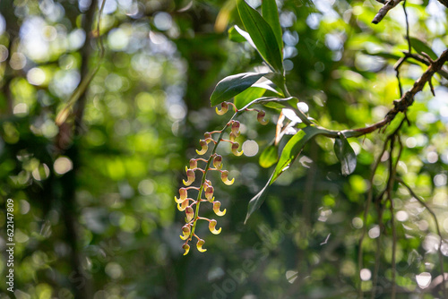 A background image of a wild orchid, scientific name Aerides odoratum Lour., that lives in the forest and has natural light. photo