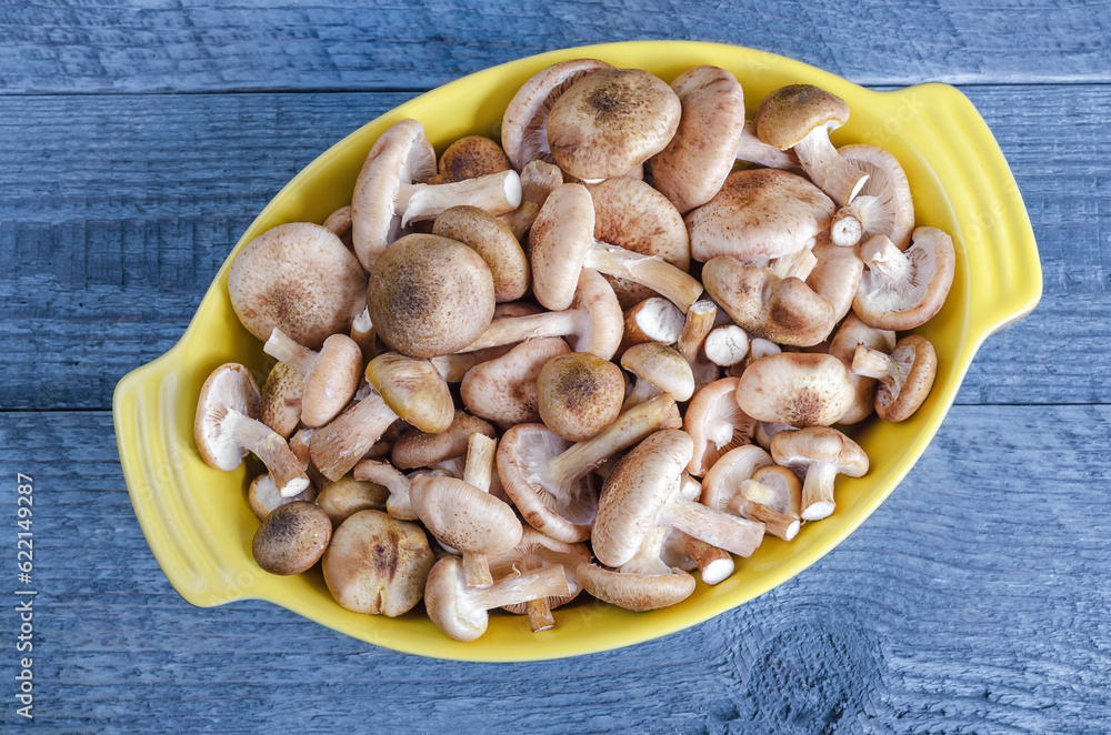 Raw fresh mushrooms in the roasting pan, on a wooden background toned in blue color. Raw fresh mushrooms in the roasting pan, on a wooden background toned in blue color.