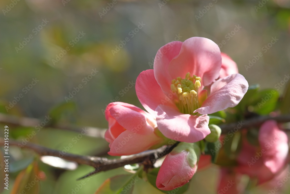 Pink flowers of the apple tree are fragile. Pink flowers of the apple tree are fragile.