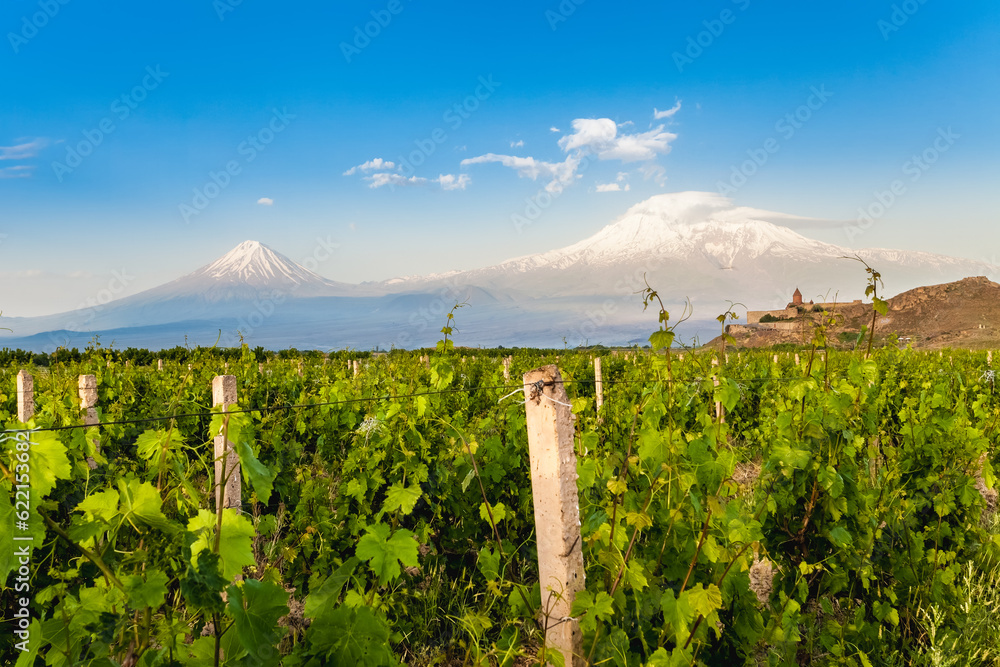 Grape field in Ararat valley. View of Khor Virap and Mount Ararat
