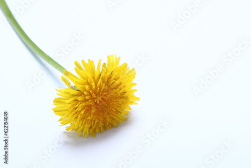 A single Dandelion Flower on a White background.