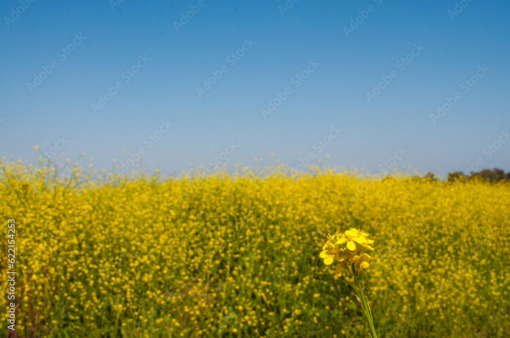 yellow mustard weed flower close-up and field of mustard weed and a blue sky