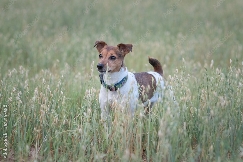 Jack Russell Terrier playing in the wheat field.