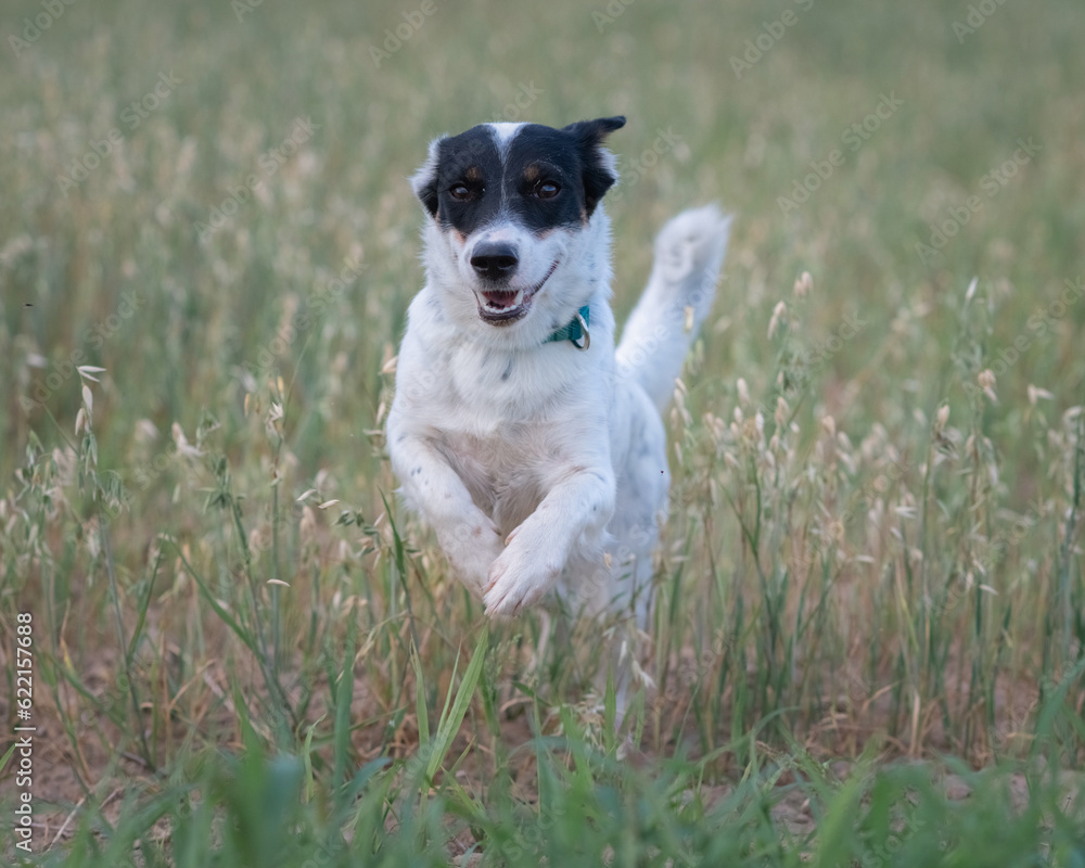 Jack Russell Terrier playing in the wheat field. Jack Russell Terrier playing in the wheat field.