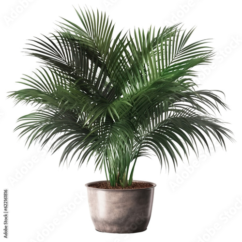 Areca palm pot  isolated on transparent background