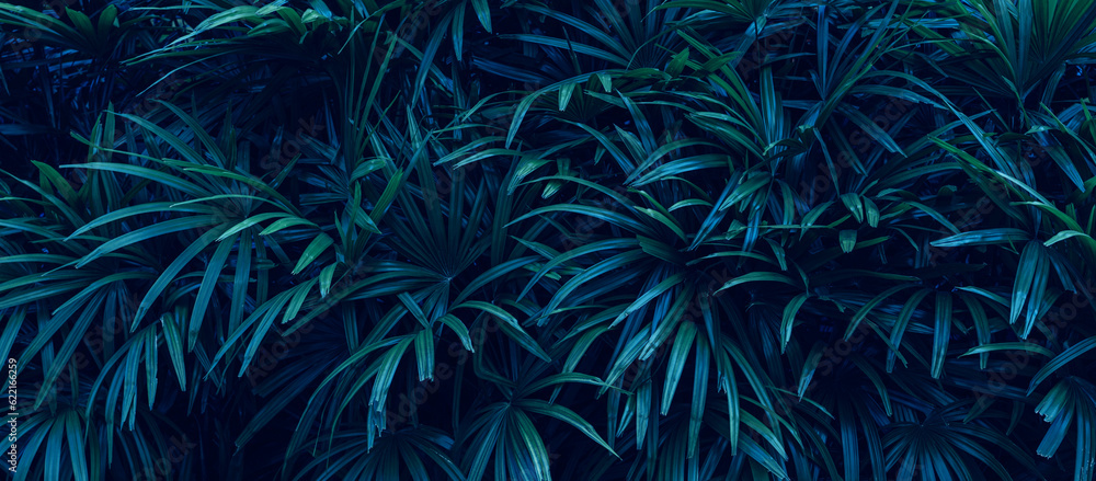 tropical green palm leaf and shadow, abstract natural background, dark tone tropical green palm leaf and shadow, abstract natural background, dark tone