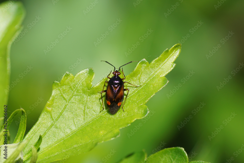 Close up Red Spotted plant bug (Deraeocoris ruber). Tribe Deraeocorini. Subfamily Deraeocorinae. Family Plant Bugs, Miridae. On a leaf. July, summer. Close up Red Spotted plant bug (Deraeocoris ruber). Tribe Deraeocorini. Subfamily Deraeocorinae. Family Plant Bugs, Miridae. On a leaf. July, summer.