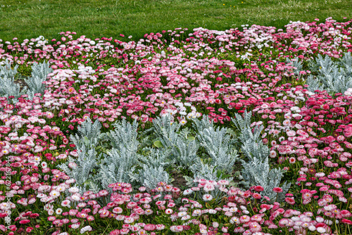 Fototapeta Naklejka Na Ścianę i Meble -  Blooming flowers in park in spring