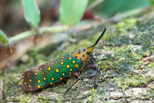 Close up of Pyrops karenia lantern bug or planthopper clinging on the tree trunk in nature photo