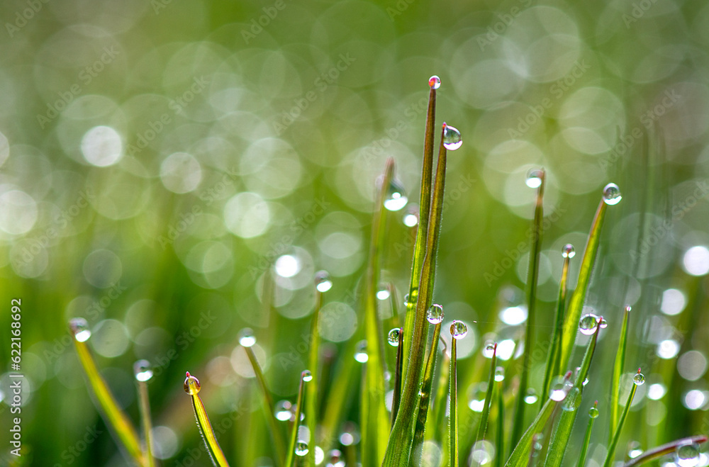 Fototapeta premium water droplets forming on the grass in the early morning