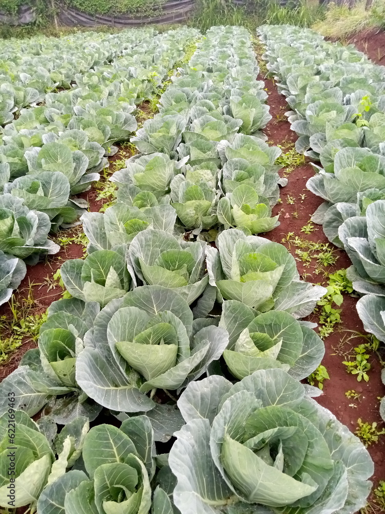 Naklejka premium Cabbage field in Kenya