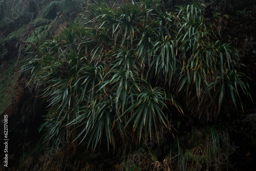 Fototapeta Naklejka Na Ścianę i Meble -  rain forest 