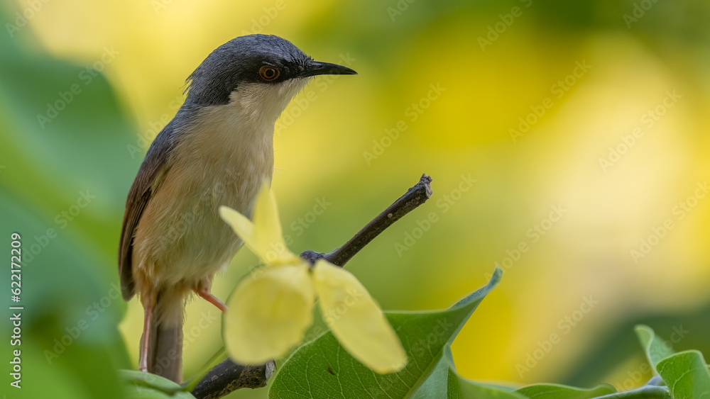 Obraz premium Ashy Prinia