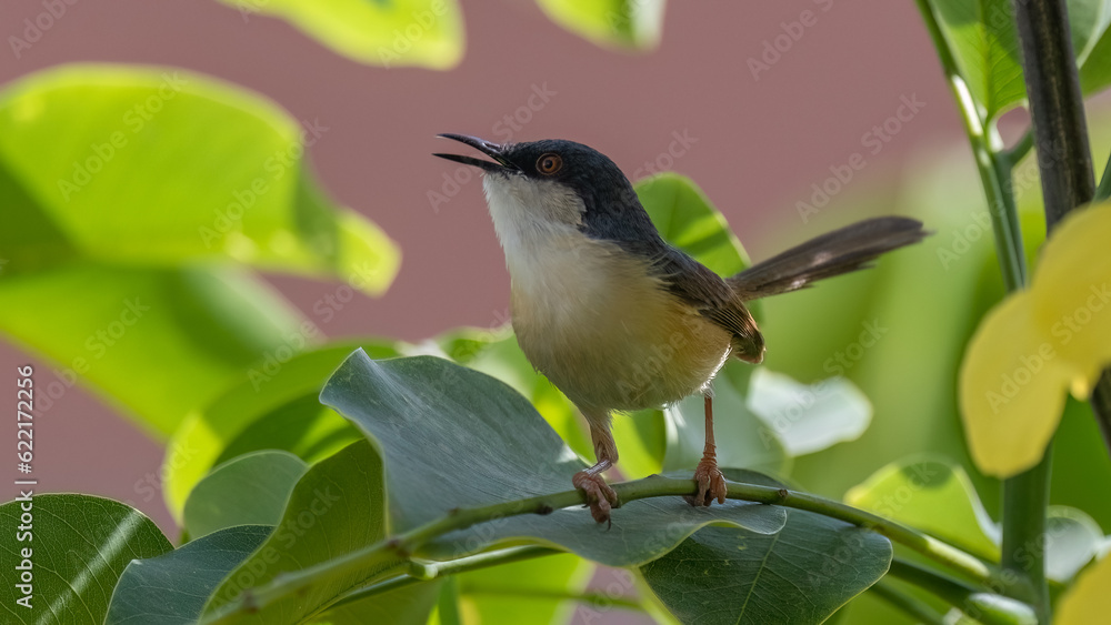 Obraz premium Ashy Prinia