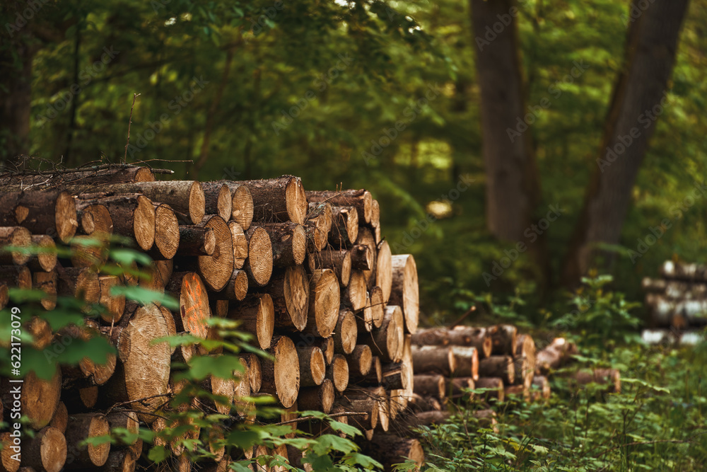 Forest pine and spruce trees. Log trunks pile, the logging timber wood industry. Forest pine and spruce trees. Log trunks pile, the logging timber wood industry.