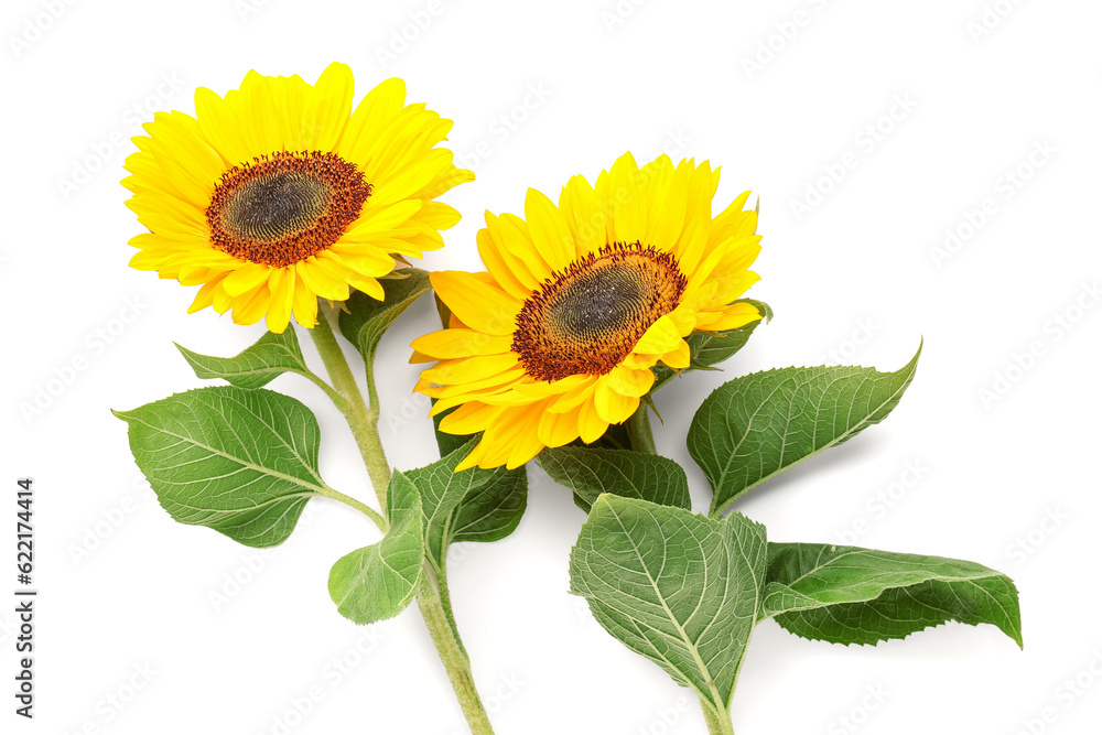 Obraz premium Beautiful sunflowers on white background